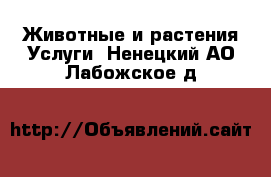 Животные и растения Услуги. Ненецкий АО,Лабожское д.